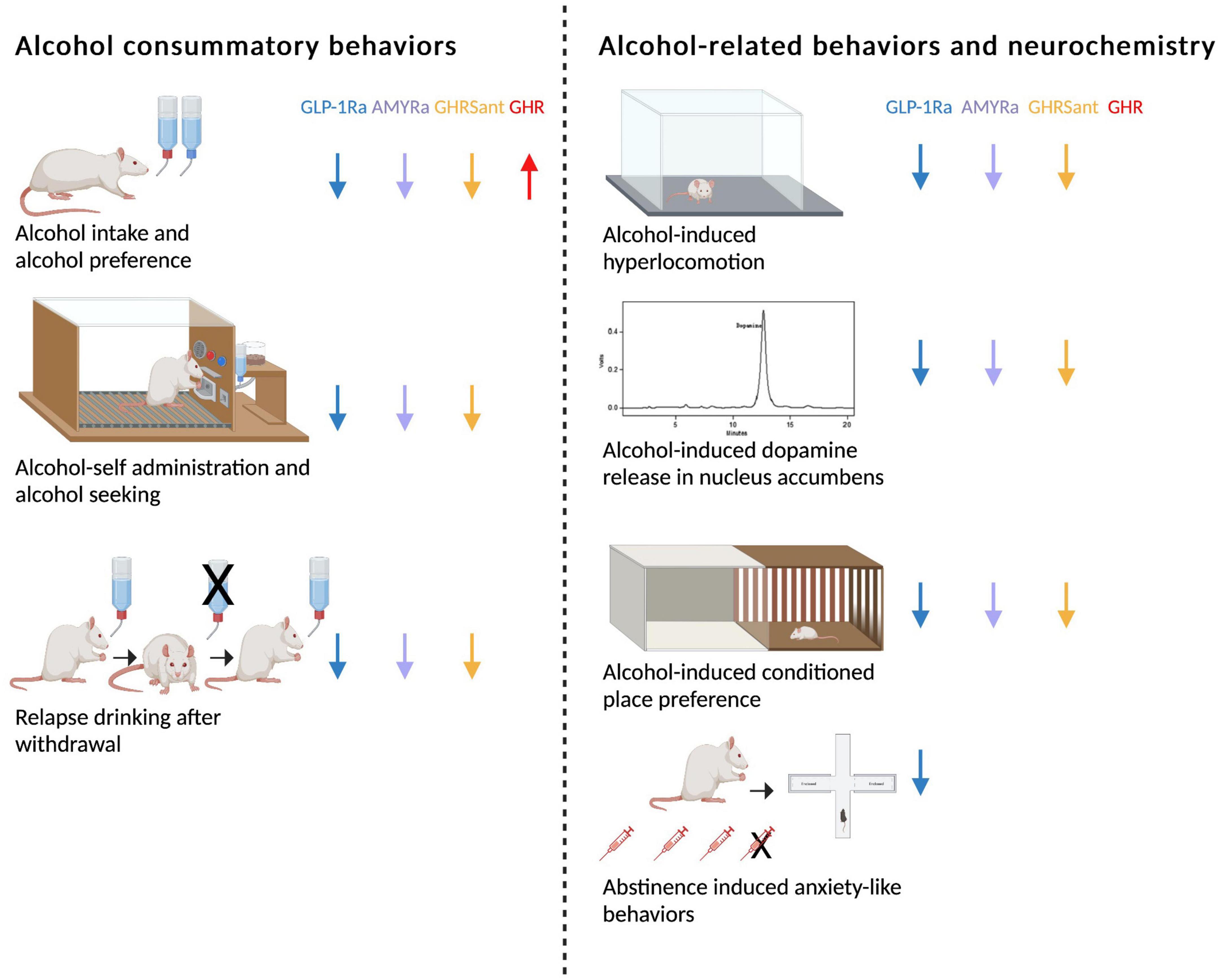 Insight into the role of the gut-brain axis in alcohol-related responses: Emphasis on GLP-1, <mark class="highlighted">amylin</mark>, and ghrelin